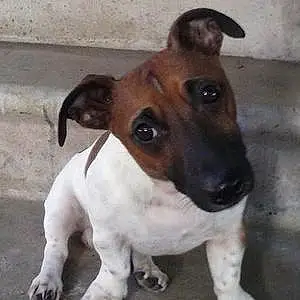 Name Jack Russell Dog Bubbie