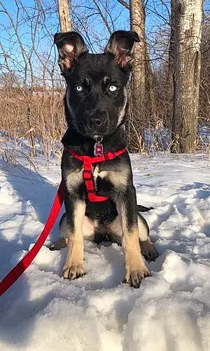 Name German Shepherd Dog Ekko