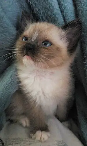 Name Cat Bonita