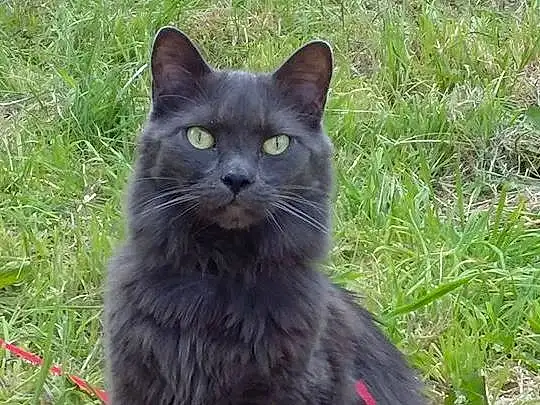 Cat, Black cats, Fauna, Whiskers, Nebelung, Domestic long-haired cat, Domestic short-haired cat, Wild cat