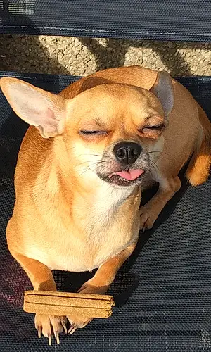Name Chihuahua Dog Dasiy