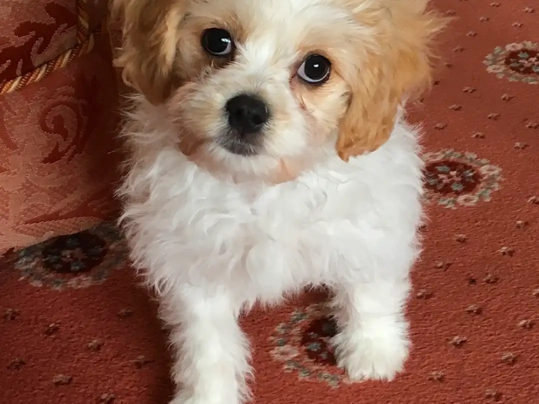 Dog, Dog breed, Havanese, Morkie, Maltese, Puppy, Cavachon, Bichon, Toy Poodle, Cockapoo, Crossbreeds dogs, Schnoodle, Bolognese, Poodle Crossbreed, Miniature Poodle, Chinese Imperial Dog, Lhassa Apso