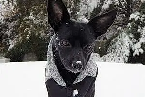 Name Chihuahua Dog Geronimo