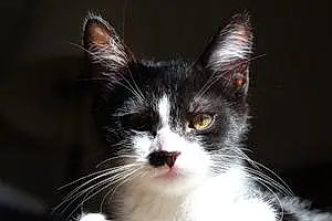 Name American Shorthair Cat Gilligan