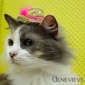 Name Cat Genevieve