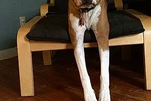 Name Staffordshire Bull Terrier Dog Dart