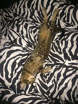 Name Bengal Cat Dooley