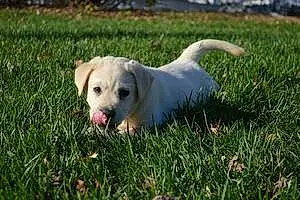 Name Labrador Retriever Dog Cooter