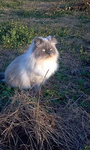 Name Persian Cat Fizzgig