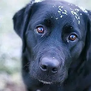 Name Labrador Retriever Dog Edith