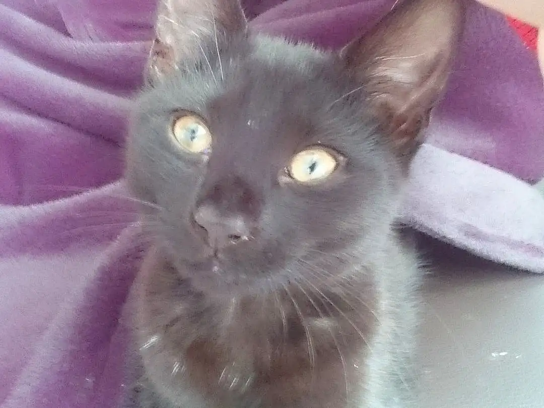 Cat, Whiskers, Russian blue, Kitten, Domestic short-haired cat, Burmese
