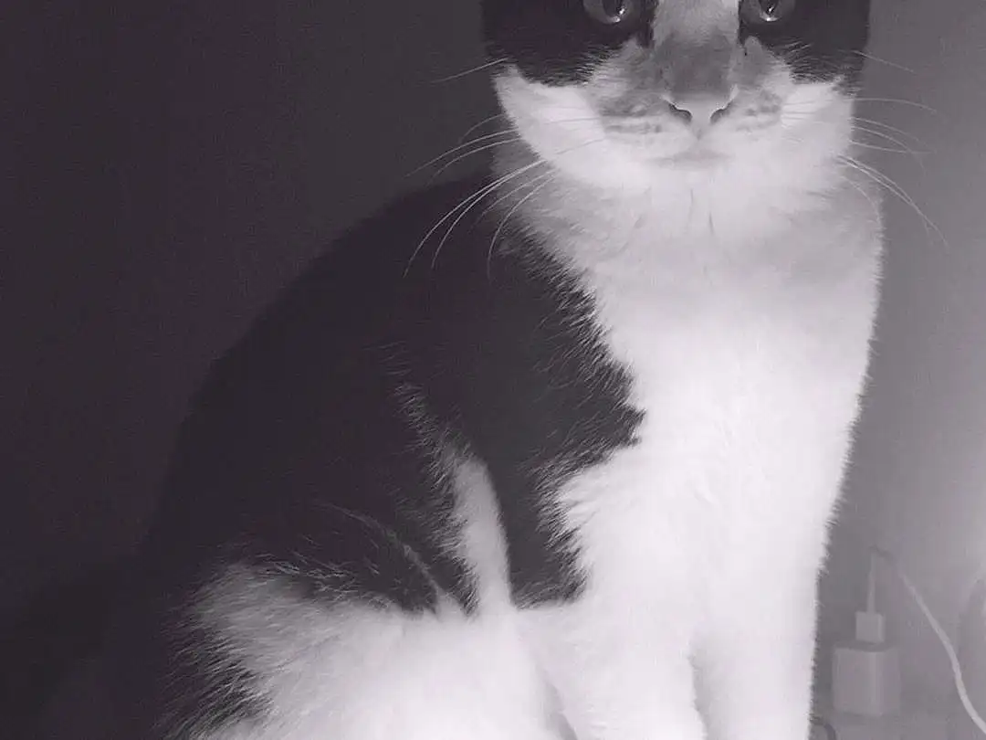 Cat, Black, White, Black and white, Whiskers, Nose, Black & White, Monochrome, Kitten, Domestic short-haired cat