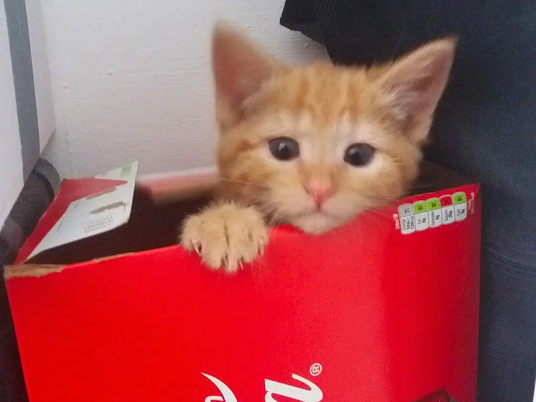Cat, Kitten