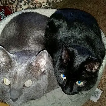 Lint Trap (gray) And Jynx (black
