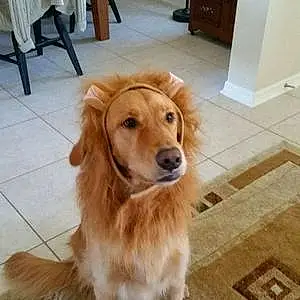 Name Golden Retriever Dog Dooley