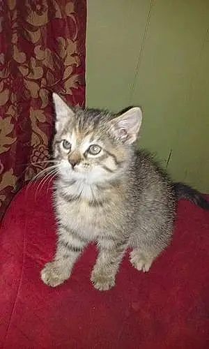 Name American Shorthair Cat Cammie