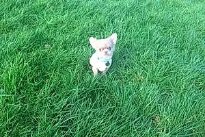 Name Chihuahua Dog Chiko