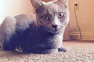 Name Cat Aqua