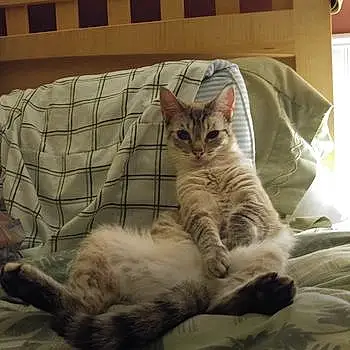 Cleo-aka Cranky Cat
