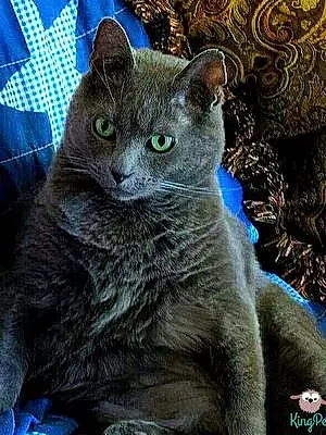 Name Russian Blue Cat Curtis