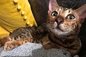 Name Bengal Cat Dobbie