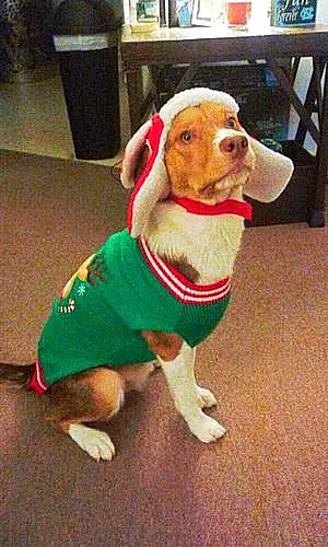 Name Beagle Dog Beasley