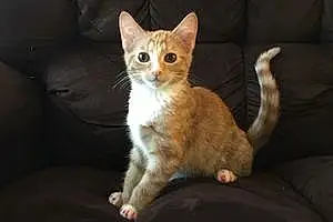 Name American Shorthair Cat Alani