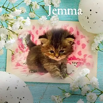 Jemma