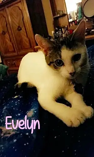 Name Cat Evelyn