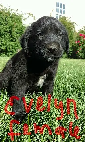 Name Dog Evelyn
