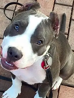 Name Pit Bull Terrier Dog Coach