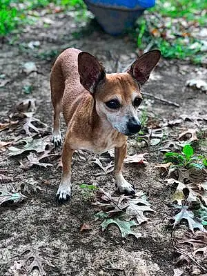 Name Chihuahua Dog Bibi
