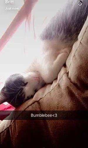 Name Cat Bumblebee