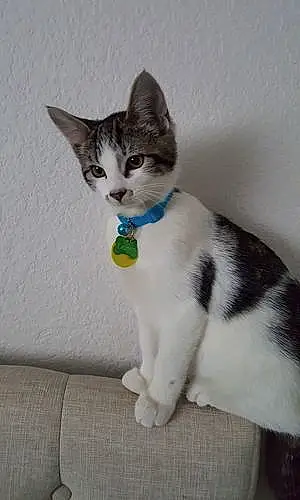 Name American Shorthair Cat Dorian