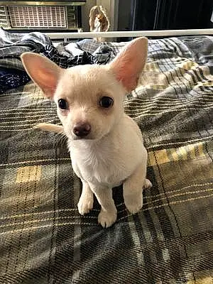 Name Chihuahua Dog Gismo