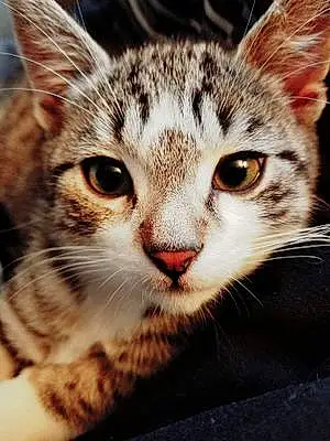 Name American Shorthair Cat Aiden