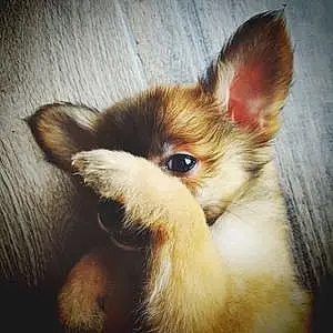 Name Chihuahua Dog Fozzy