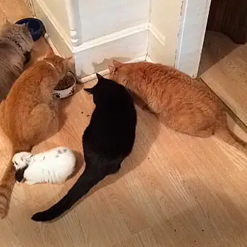 Otis, Garfield, Litte Bear, Purr