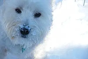 Name West Highland White Terrier Dog Dumbledore