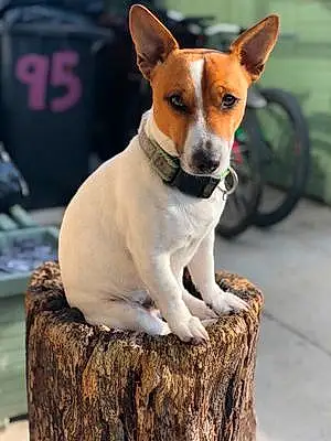 Name Jack Russell Dog Dollar