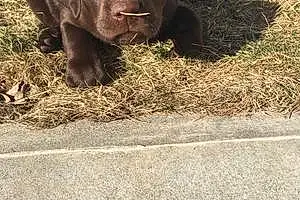Name Labrador Retriever Dog Brick