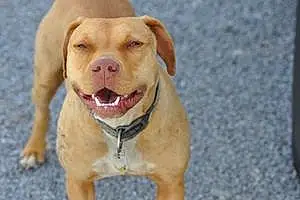 Name Pit Bull Terrier Dog Fallon