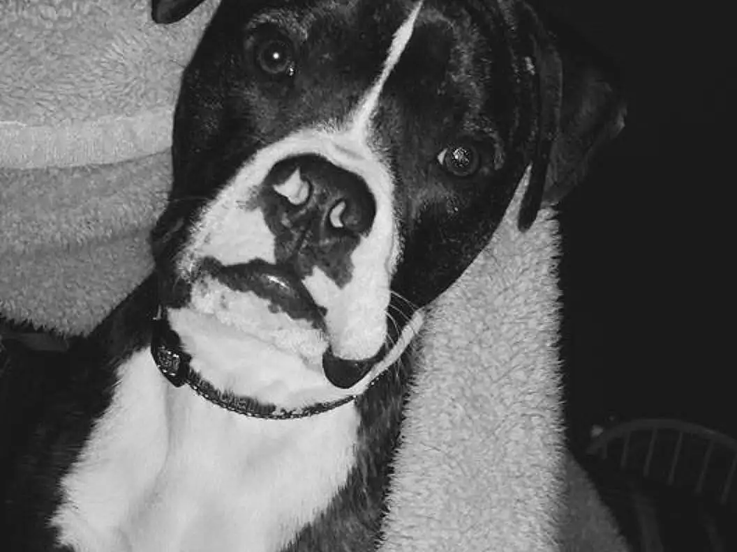 Dog, Black, White, Black and white, Black & White, Monochrome, Boston Terrier, Puppy
