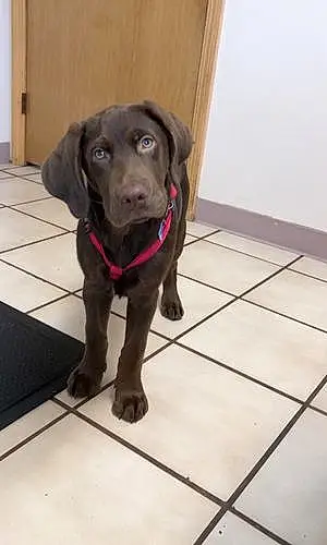Name Labrador Retriever Dog Dixon