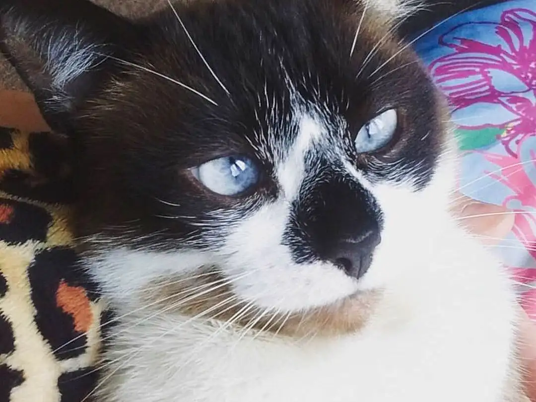 Cat, Whiskers, Nose, Kitten, Eyes