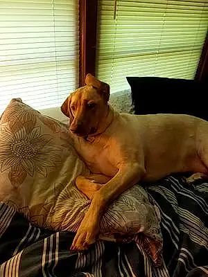 Name Labrador Retriever Dog Ellie-May