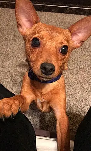 Name Chihuahua Dog Beasley