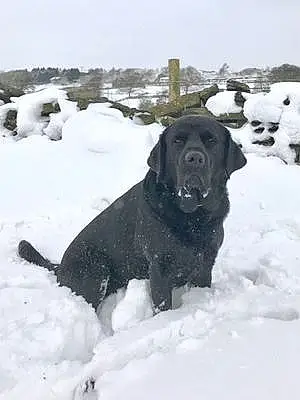 Name Labrador Retriever Dog Clancy