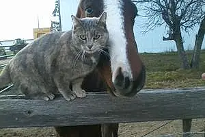 Appaloosa Kabo And Barn Cat