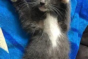Name Ragdoll Cat Ferdinand